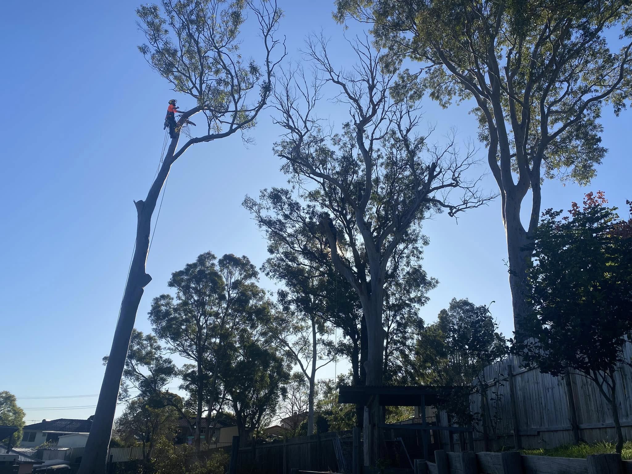 Arborist working among the upper limbs of a mature tree