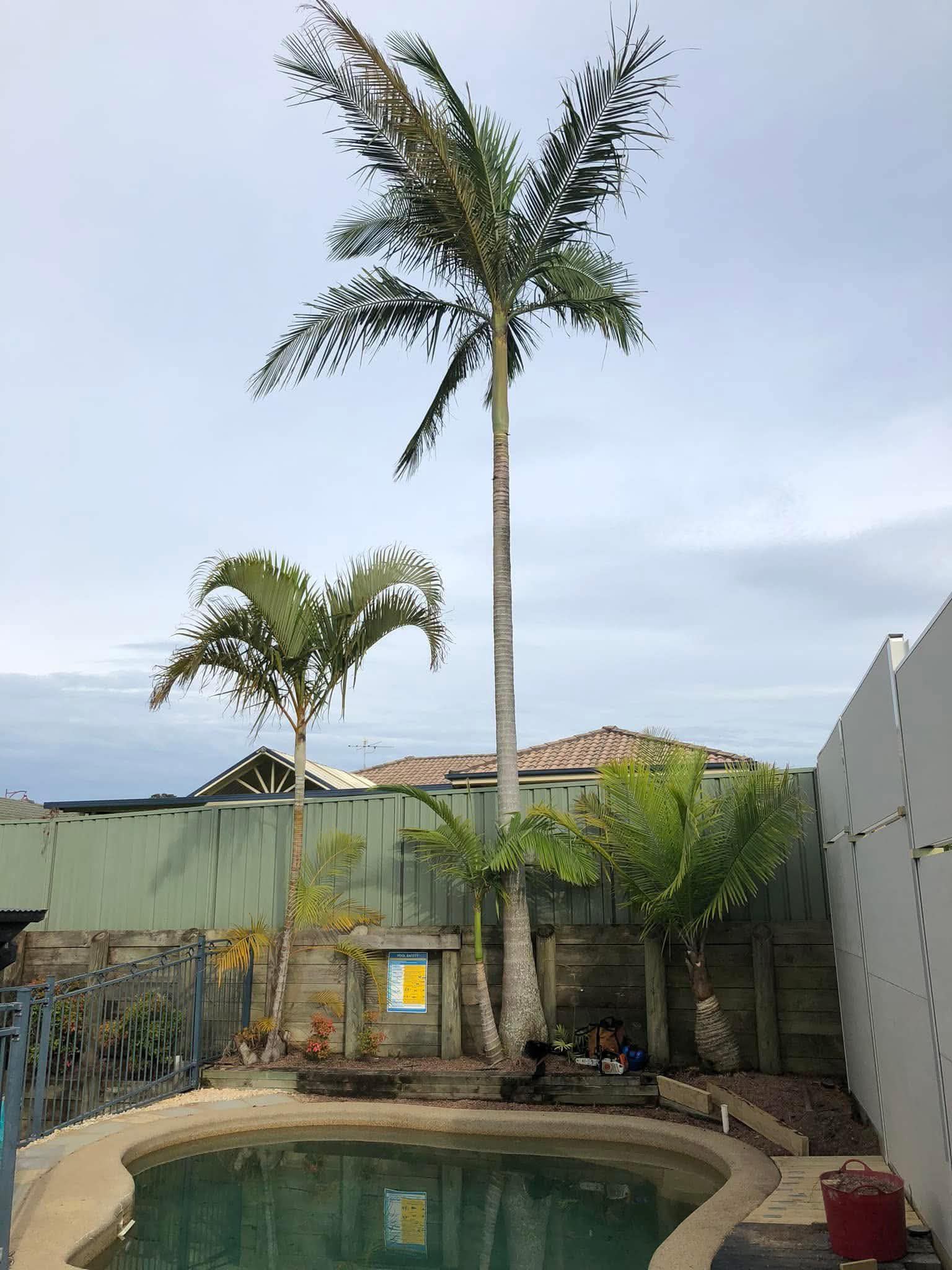 Neatly presented palm trees beside a swimming pool after pruning